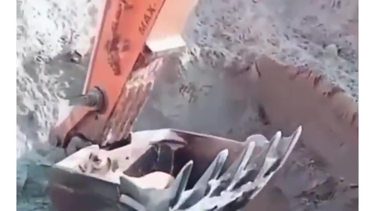 Man use an exvavator to rescue a dog