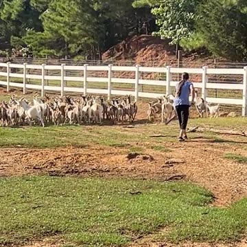 They Listen when she has the BROOM!!!!