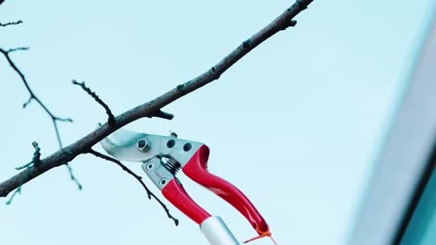 An easy DIY branch cutter ASMR.hd