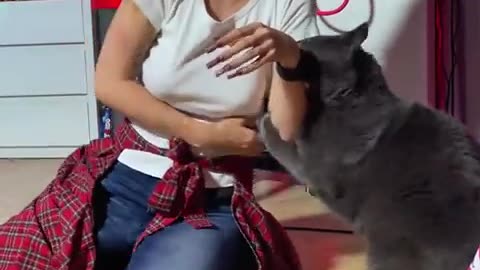 🤣😺 You Won't Believe What Cats Do Next! | FunFM