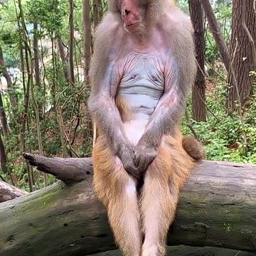 Funny Monkey Doing Crazy Things 🤭😂😂😂