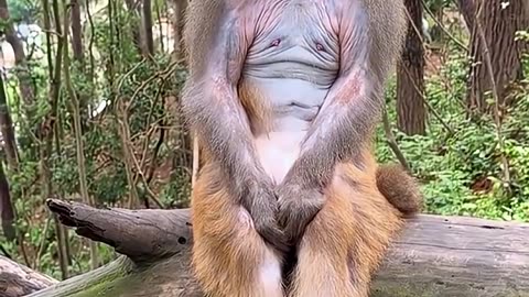 Funny Monkey Doing Crazy Things 🤭😂😂😂