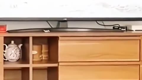 Funny Animal Videos 7