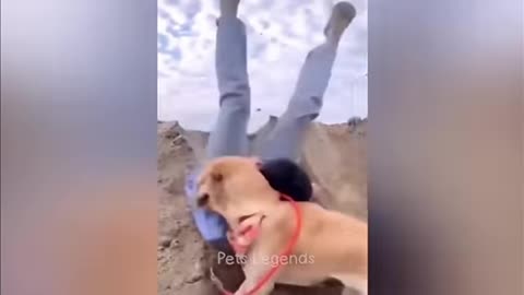 Animals funny video 📸