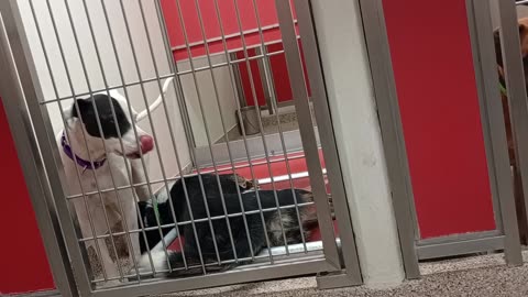 Bailey-Black&White 6y A673764 kennel DogIso 16 Jack 1y A869553 kennel 149 PACC shelter roughhouse344