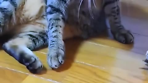 The turtle got tired of walking slowly , It surprised the cat