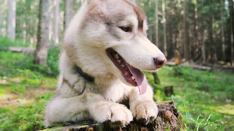 This is going VIRAL: #funny #animals | Funny animals