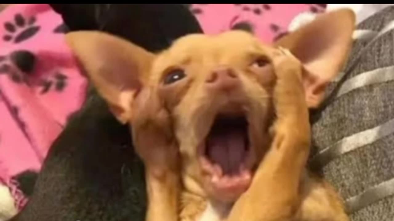 Funny video