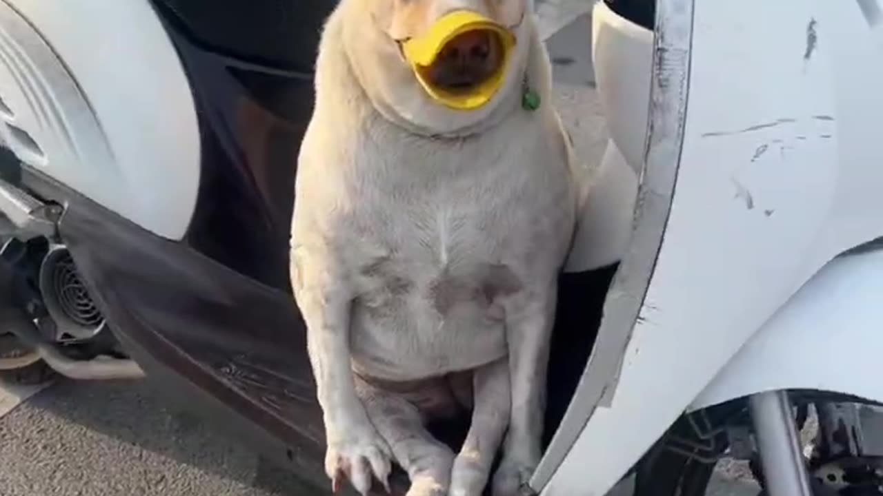 Randomly appearing puppies on the street