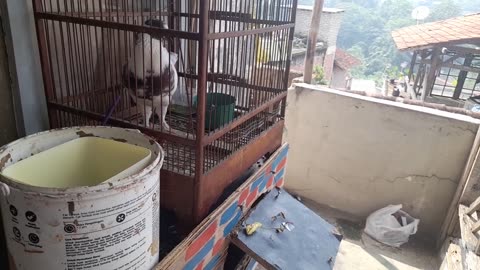 Pigeon Racing How It Works