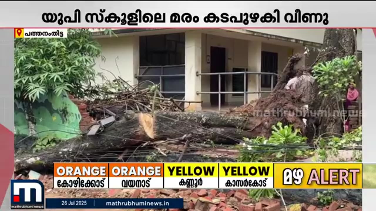 പൂഴിക്കാട്_സ്കൂൾ_പരിസരത്തെ_മരം_റോഡിലേക്ക്_മൂടോടെ_പിഴുത്_വീണു___Rain___Tree_Fall