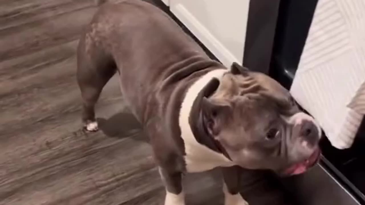 Bad dog or bad owner 🤣🤣