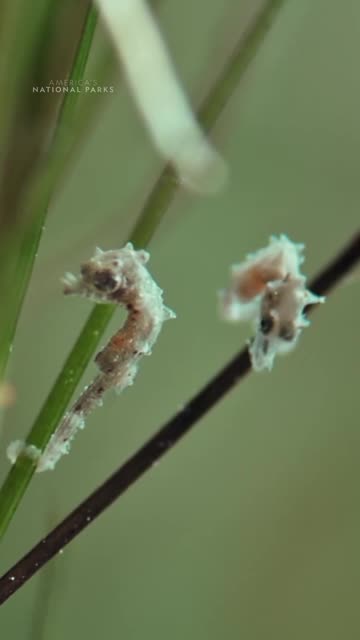 One of The Rarest Most Beloved Sea Creatures