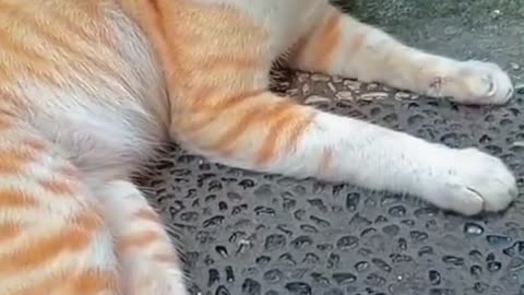 Sleepy Orange Cat Caught on Camera! His Grumpy Face Says “No More Paparazzi, Mom!” 😂😴