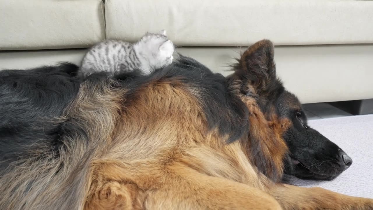 Animals are smart