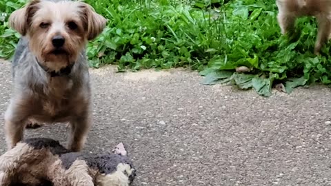 The Strong Willed Yorkie #funnydogs #yorkie #dog