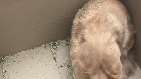 😂🐱 Catnip High! | FunFM
