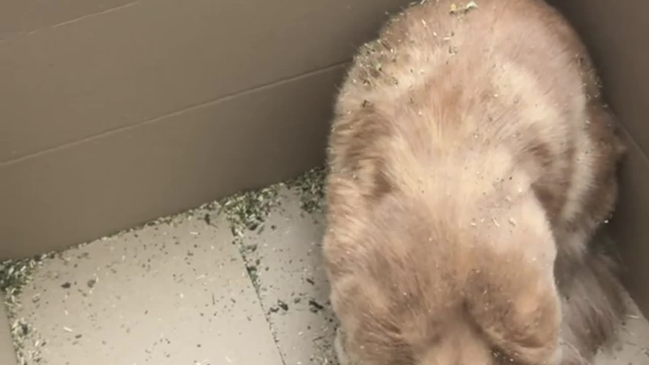 😂🐱 Catnip High! | FunFM
