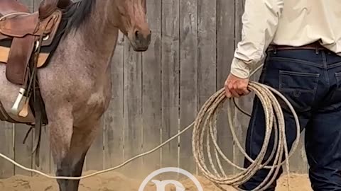 Rope your horse's hocks a lot.