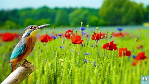 bird sound meditation | relax your soul ◉ calm your mind #relax #calm #meditation