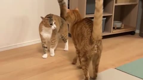 😂🐱 Prankster Cat is a Master of Mischief! | FunFM