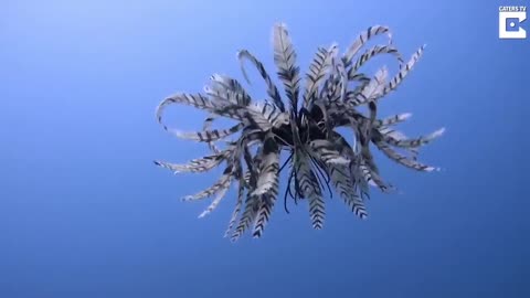 Woe Jesus Day 3. Waiting for GOD to open the Door for a spring/summer Pentecost rapture