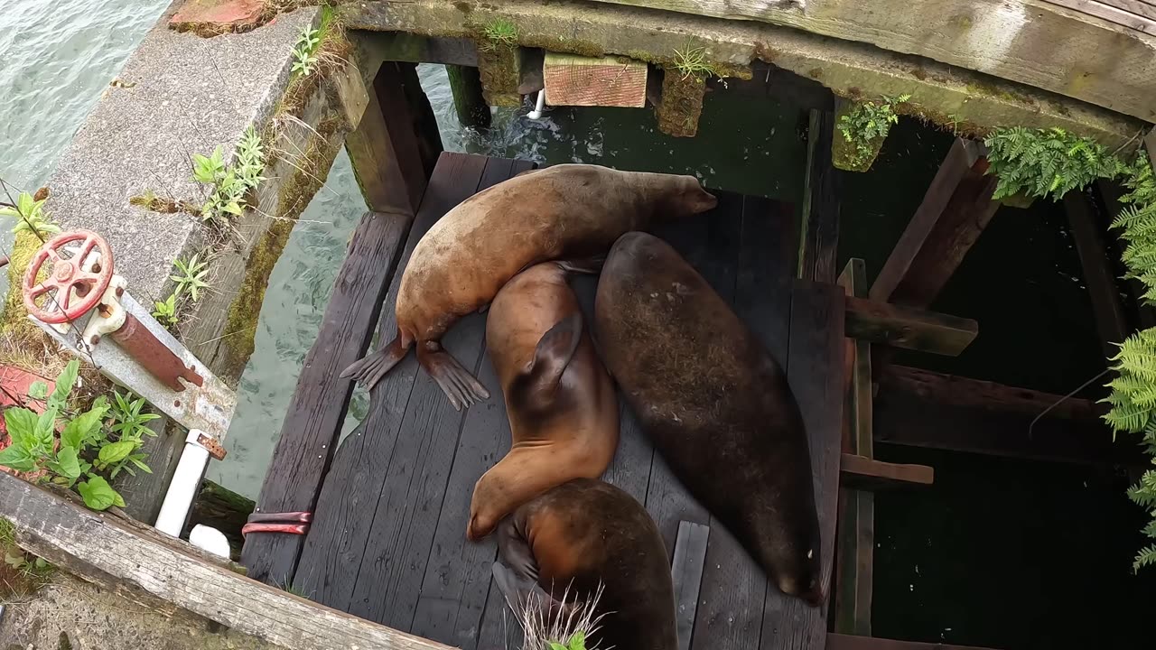 Sea lions sleeping in a pier