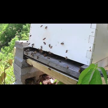 Tuesday Afternoon long cut