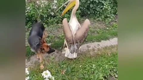 Cats & Dogs Being Ridiculously Funny! 😂 | 2025 Compilation
