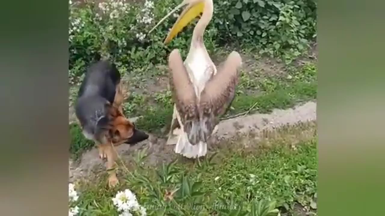 Cats & Dogs Being Ridiculously Funny! 😂 | 2025 Compilation