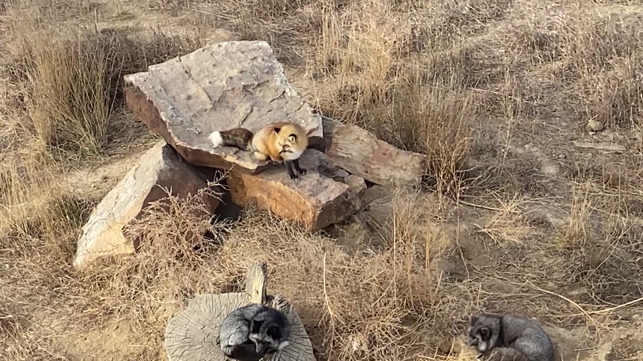 Foxes from the walkway