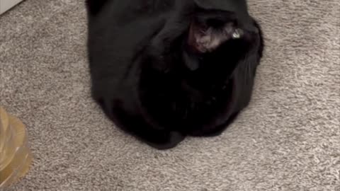 Cute Precious Piper is a Door Loaf - My Adopted Shelter Cat Vlog. #shorts