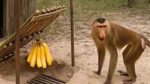 Must Watch: shocking trap #shocking #trap #wildlife