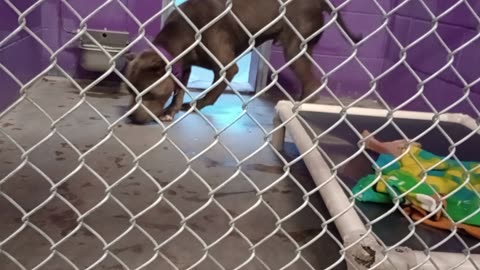 Champ 4y Pet Id 947378 kennel 2 HSSAZ shelter a wonderful doggie 4 me 2 end my day with_20250725428
