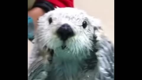 Otter Otter Sea Otter
