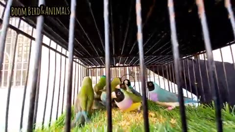 Karachi Birds market 19/10/2025