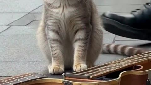 Sad Lean Cat Street Musician