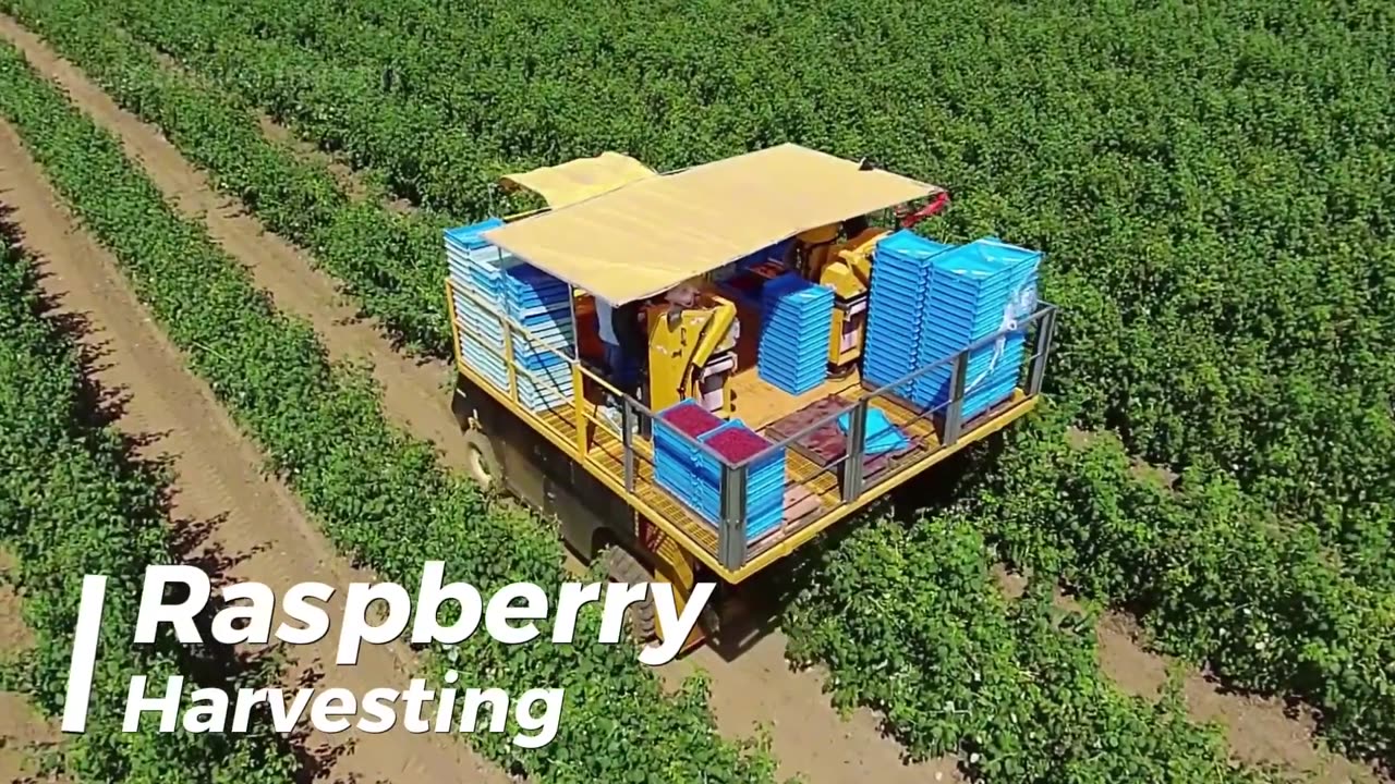 27 BILLION Pounds of Tomatoes 🍅 | How Ketchup Is Made with Agriculture Technology 🍟