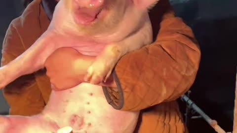 "Pig Starts Laughing Out Loud After Being Picked Up!" 🐖😂👐 #shorts