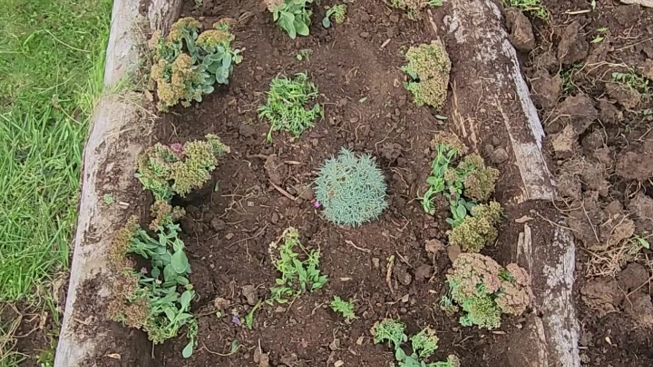 Converting a Flower Bed into a Sedum venue
