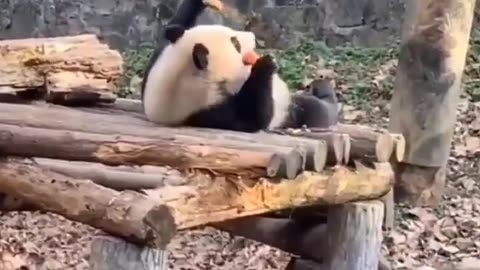 😂💤 You Won't Believe This Epic Level of Laziness! | FunFM