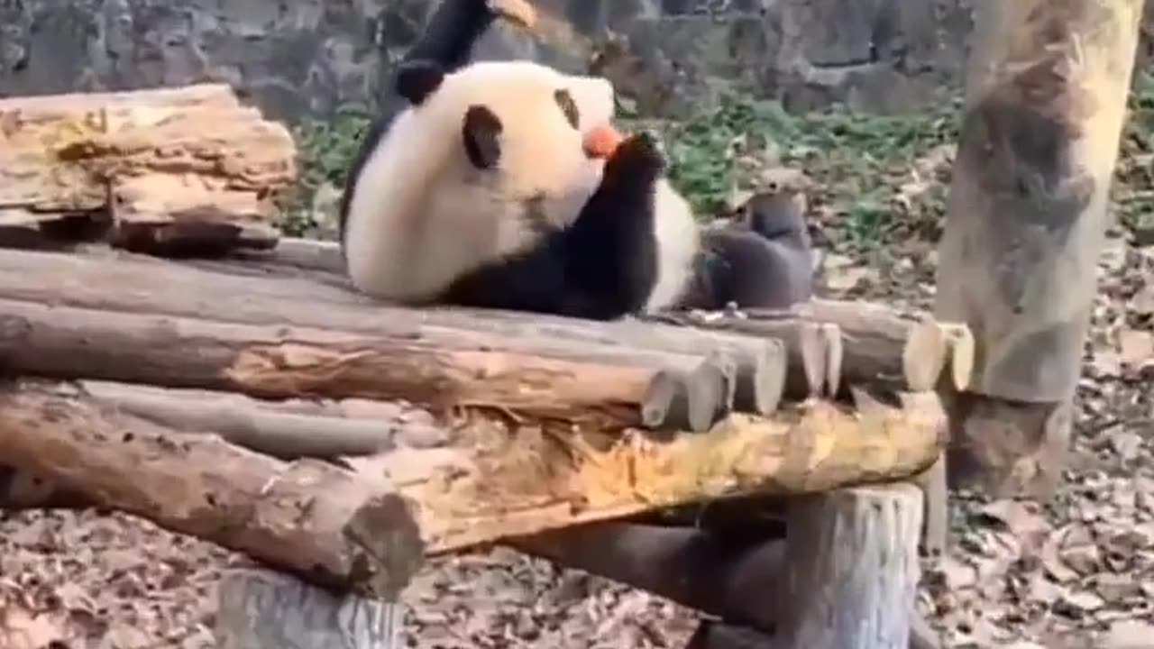 😂💤 You Won't Believe This Epic Level of Laziness! | FunFM