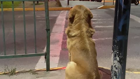 Pedestrian Dog Patiently Waits For Green Light
