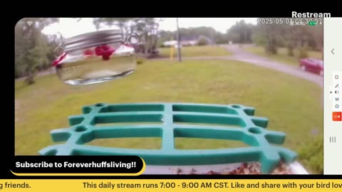 Bird Feeder Live 5-1