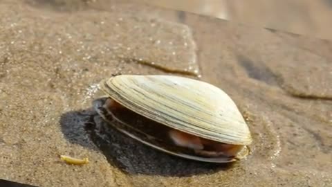 woman fined $88K for picking clams from Pismo Beach