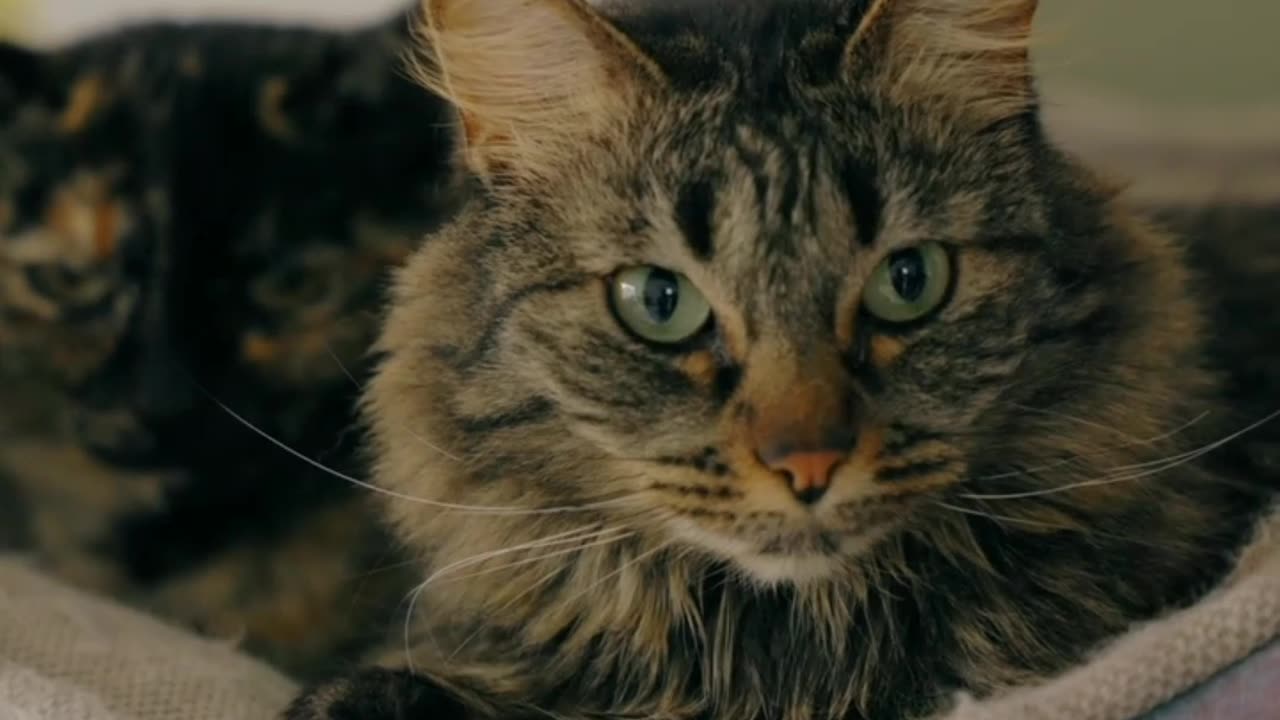 cat laying in a bed #animal #cat
