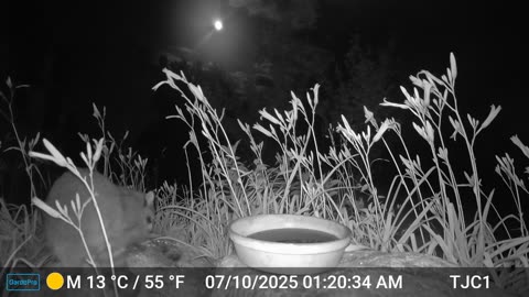 Raccoons: Setting Boundaries 1