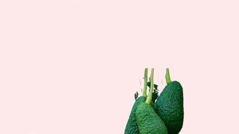 Master Avocado Farming: Sustainable Techniques for Thriving Crops and Profitable Harvests