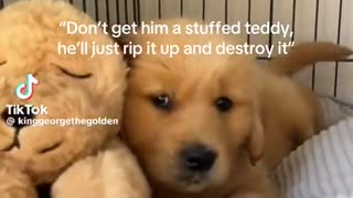 😂🧸 Thе Stuffed Teddy Takes a Surprising Plunge! | FunFM