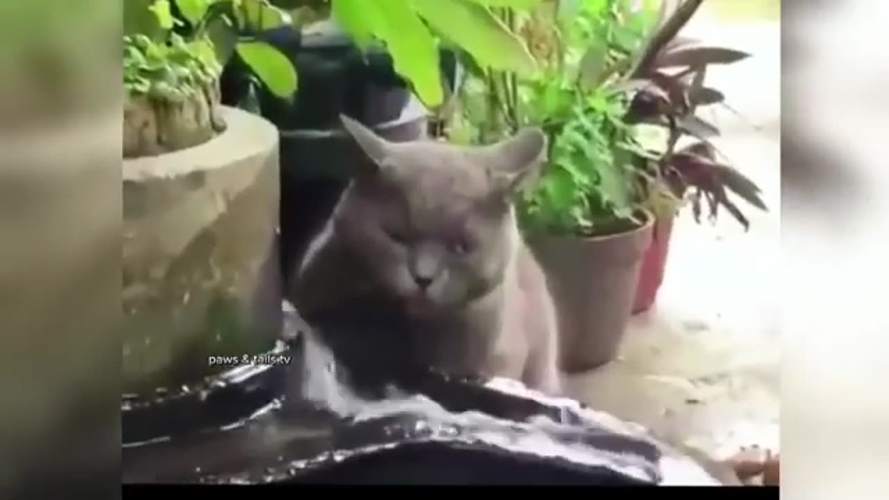 Funny Animals